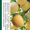精品果肉多汁甜脆代办的一亩田店铺
