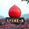 汤哲依果蔬产销专业合作社的一亩田店铺