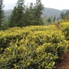 明德香茶茶叶种植场的一亩田店铺