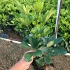 陈伟强的一亩田店铺