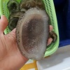 加一食品的一亩田店铺