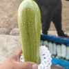 郭矦兵的一亩田店铺