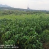 山东梦田绿色食品开发有限公司的一亩田店铺