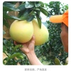 赖荣超的一亩田店铺