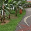 昌茂草坪苗木种植的一亩田店铺