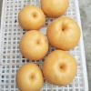 郭群汉的一亩田店铺