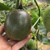 华菲果业的一亩田店铺
