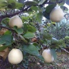 陈威的一亩田店铺