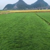 草皮种植基地的一亩田店铺