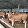 畜牧养殖肉牛养殖基地西门塔尔牛的一亩田店铺