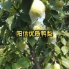 翟新锋的一亩田店铺