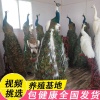 丰义养殖的一亩田店铺
