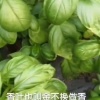 百旺种植家庭农场的一亩田店铺