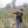 星星种植专业合作社的一亩田店铺