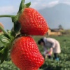 王鲜生大凉山果蔬供应的一亩田店铺