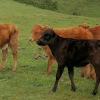 曹波的一亩田店铺