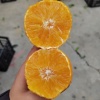 王氏果品供应链的一亩田店铺