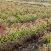 陈稀罕的一亩田店铺