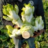 文浩农业种植家庭农场的一亩田店铺