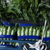 安捷蔬菜有限公司的一亩田店铺