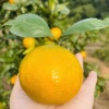 钟考波的一亩田店铺