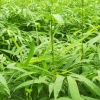 筠连县蒿坝镇黄泽奎种植场的一亩田店铺