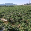 陆浩甲的一亩田店铺