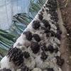 杨三清的一亩田店铺