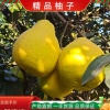 赵安的一亩田店铺