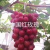 老农家果蔬的一亩田店铺