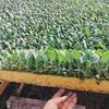 云南季季发蔬菜育苗有限公的一亩田店铺