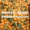 唐姐好鲜生水果店的一亩田店铺