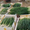 熙阳蔬菜有限公司的一亩田店铺