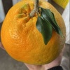 唐甜的一亩田店铺