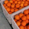 保靖先富水果产销合作社的一亩田店铺