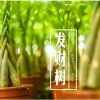 聚宝林苗木种植专业合作社的一亩田店铺