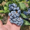 山东临沂致禾农业的一亩田店铺