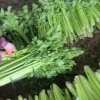 信邦农产品农民专业合作社的一亩田店铺