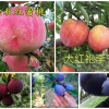季德良的一亩田店铺