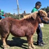 王端瑞的一亩田店铺