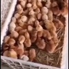 鸡鸭鹅孵化基地的一亩田店铺
