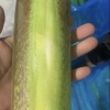 杨家山水果种植合作社的一亩田店铺