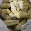 河北诚信玉米销售的一亩田店铺