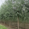 仁风镇宝银苗木种植合作社的一亩田店铺