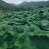李志敏的一亩田店铺