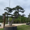 铭胜园艺场的一亩田店铺