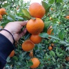 顺丰果业的一亩田店铺