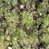 瑞新种植合作社的一亩田店铺
