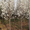 承帅花卉苗木基地的一亩田店铺