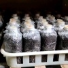 劳成军的一亩田店铺